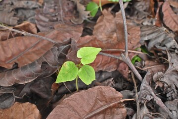 Know nature closely