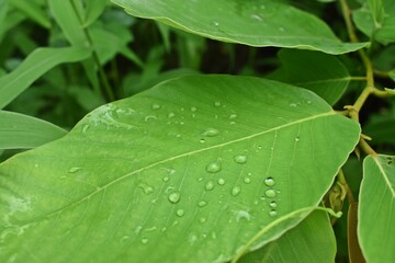 Nature never goes out of style