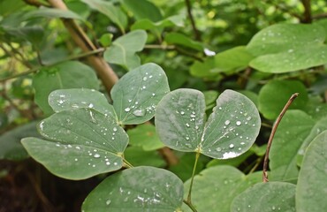 Nature never goes out of style