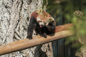 Panda Rosso