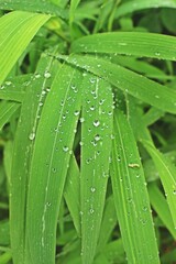 Nature never goes out of style