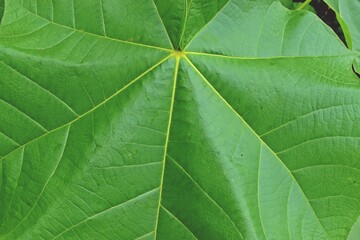 Nature never goes out of style