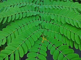 Nature never goes out of style