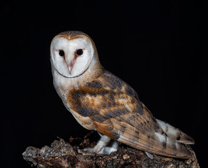 nocturnal owl perched on a log with black background
