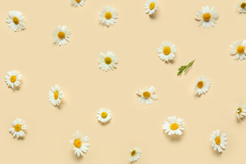Beautiful chamomile flowers on color background
