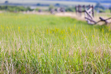 Obraz premium A landscape of an abandoned and once fenced-in summer pasture. Selective focus on frontal grass cover.