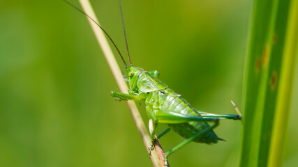 big green grasshopper in the spring grass. Green locust sits on a plant. big cricket on a green...