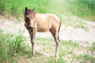 A small foal grazes on the street in summer. Horse child eats grass and walks