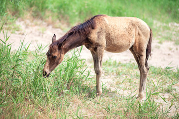 A small foal grazes on the street in summer. Horse child eats grass and walks