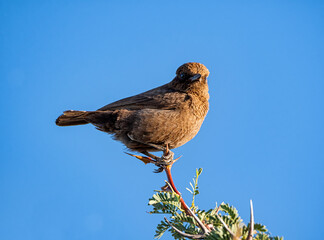 Ant-eating Chat
