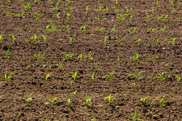 Field with young corn seedlings on a sunny day