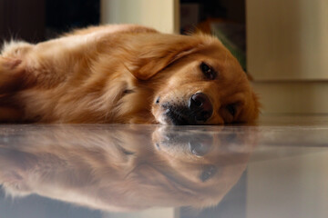 Golden Retriever Laying On Floor With Reflection