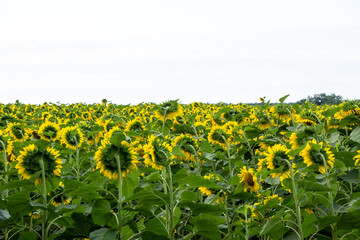 Sunflower blooms in the fields of Ukraine