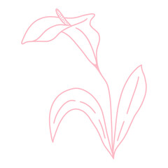 Fototapeta na wymiar Single delicate beautiful calla flower line art, vector illustration. Botanical simple element for design. Hand drawing, outline sketch.