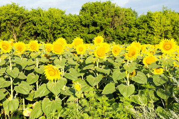 Sunflower blooms in the fields of Ukraine