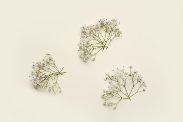 Beautiful gypsophila flowers on color background