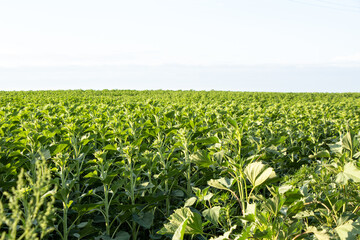 Sunflower blooms in the fields of Ukraine