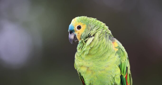 Portrait of a Turquoise-fronted Amazon