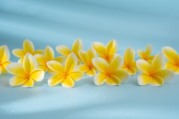 Fototapeta na wymiar frangipani flower on blue background