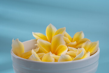 frangipani flower on blue background