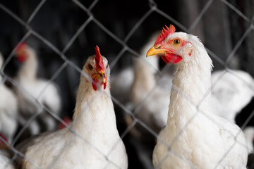 Poultry on the farm close-up. White hens with a red comb on a livestock site.