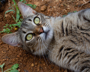 The face of a smart tabby cat