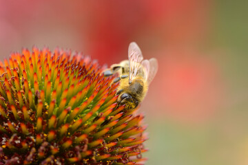 Garten 1231 © K.-U. Häßler
