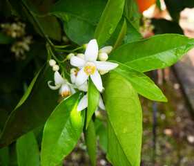 Valencian orange and orange blossoms. Spain. Spring harvest