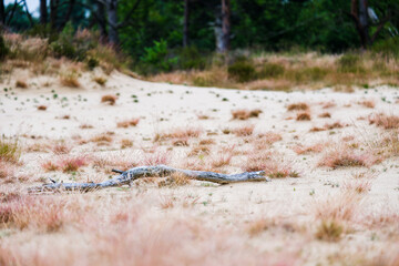 Branch