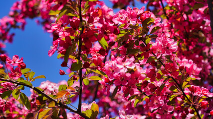 sakura blossomed in the city