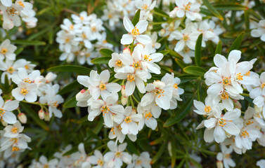 Choisya shrub with delicate small white flowers on green foliage background. Mexican Mock Orange evergreen shrub.