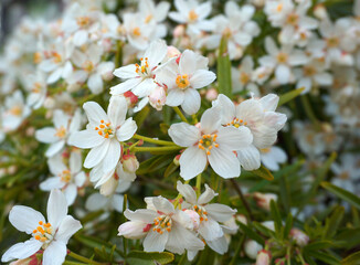 Choisya shrub with delicate small white flowers on green foliage background. Mexican Mock Orange evergreen shrub.