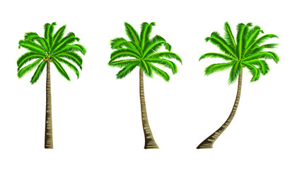 Three coconut trees isolated on white background.