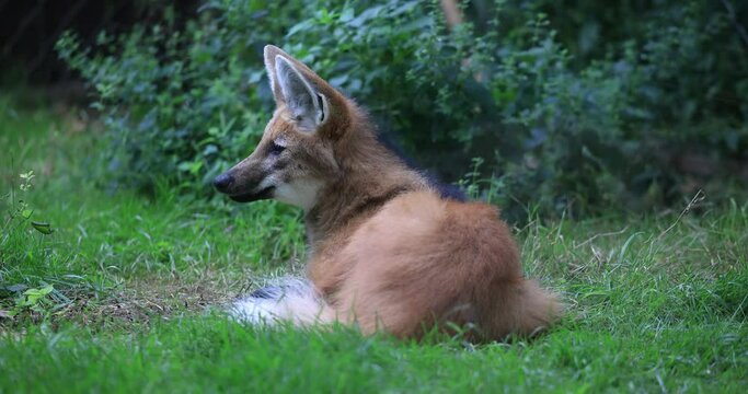 A Maned Wolf is resting in the forest