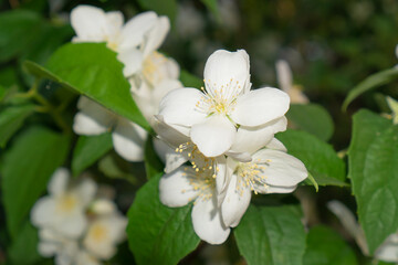 White jasmine flowers, close up. Fragrant flowers used to obtain essential oil.