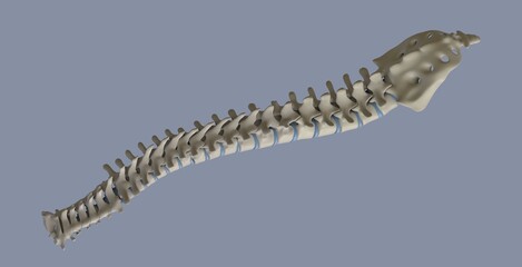 Obraz premium Realistic skeletal human spine and vertebral column or intervertebral discs on a white background. Lower back pain. The verte column in glowing highlight as a medical health care concept. 3d rendering