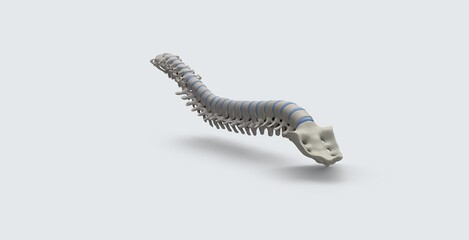 Realistic skeletal human spine and vertebral column or intervertebral discs on a white background. Lower back pain. The verte column in glowing highlight as a medical health care concept. 3d rendering