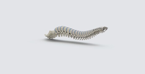 Realistic skeletal human spine and vertebral column or intervertebral discs on a white background. Lower back pain. The verte column in glowing highlight as a medical health care concept. 3d rendering