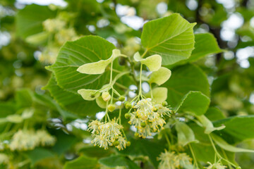 Linden or lime blossom  in summer season. Honey plant and medicinal herb.