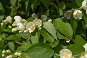 White jasmine flowers beautifully blooming in the garden. Floral background.