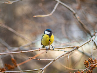 Cute bird Great tit, songbird sitting on a branch without leaves in the autumn or winter.