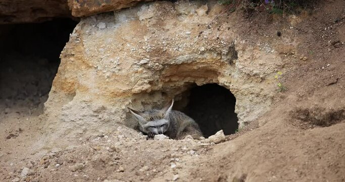 Otocyon is resting in front of his burrow