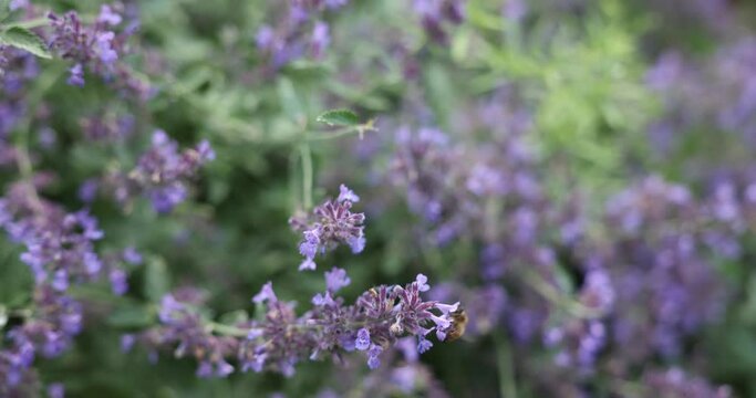 A bee pollinating on catnip - shot in HD
