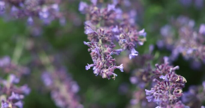 Two bees pollinating on catnip - shot in HD