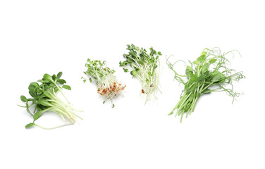 Fresh micro green on white background