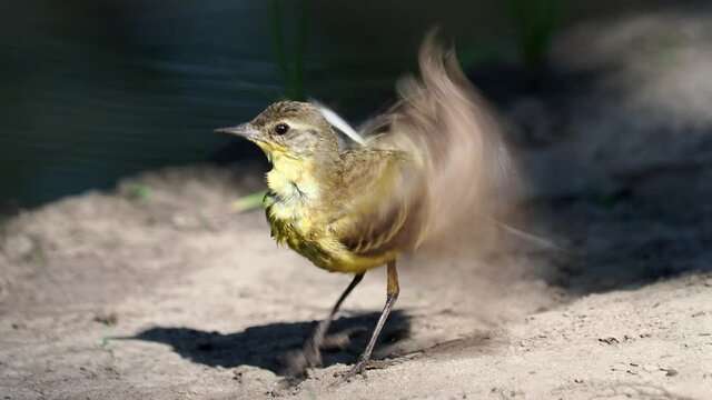 The western yellow wagtail bird grooming, Motacilla flava