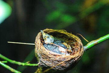 The remains of the baby bird died inside its nest. The baby bird died in the nest. The hornet bites the flesh of the dead baby bird. The concept of saves the bird.