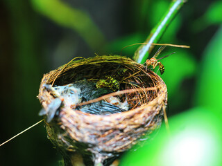 The remains of the baby bird died inside its nest. The baby bird died in the nest. The hornet bites the flesh of the dead baby bird. The concept of saves the bird.