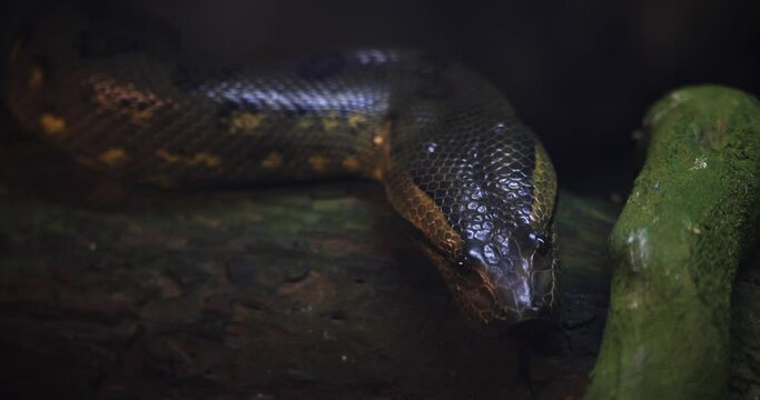 Portrait of a green anaconda in the jungle