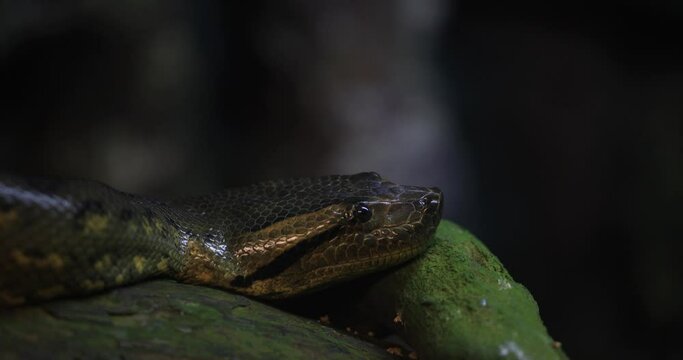 Portrait of a green anaconda in the jungle